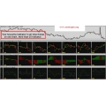 Forex Multiple timeframes on one chart